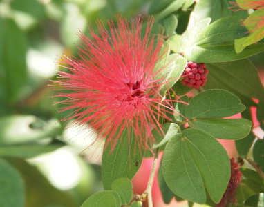 [There are two pink-red berries behind some leaves. Out in the open is what appears to be a spiky flower with very long spikes in a globular shape. The spikes are light red while the center base is a very dark red.]